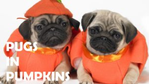 Read more about the article Pugs in Pumpkins because it’s Halloween