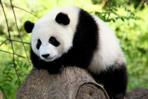 Scopri di più sull'articolo Tre cose che non sapevate sui Panda!