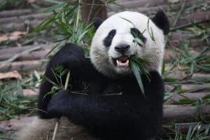 Scopri di più sull'articolo Altre tre cose che probabilmente non sapevate sui Panda giganti